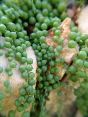 Сенецио (Senecio rowleyanus)