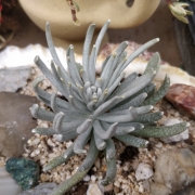 Сенецио скапосус (Senecio scaposus)