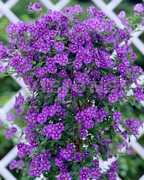 Соланум (Solanum Rantonnetii)