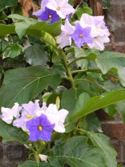 Соланум (Solanum Macranthum)