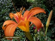 Хемерокалис, червен (Hemerocallis)
