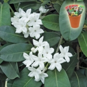 Стефанотис, семена (Stephanotis floribunda Madagascar Jasmine)