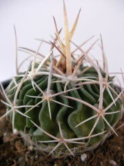 Стенокактус, Ехинофосулокактус (Stenocactus, Echinofossulocactus hookeri)
