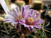 Стенокактус, Ехинофосулокактус (Stenocactus, Echinofossulocactus multicostatus)