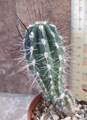 Стетсония (Stetsonia)