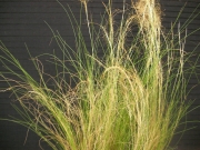 Стипа, Коило (Stipa tenuissima)