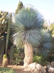 Студоустойчива юка рострата (Yucca rostrata)