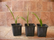 студоустойчива палма трахикарпус, малка (Trachycarpus fortunei)