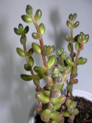 Сукулент (Succulent)