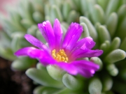 Сукулент (Succulent)