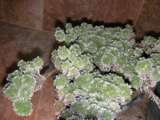 Сукулент (Succulent)