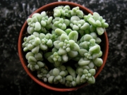 Сукулент (Succulent)