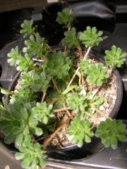 Сукулент (Succulent)