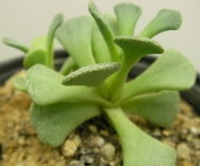 Сукулент (Succulent)