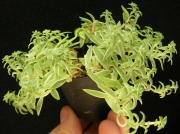 Седум линеаре (Sedum lineare variegata)