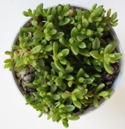 Сукулент (Succulent plant aizoaceae)