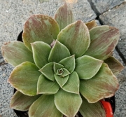 Еониум вариегата (Aeonium Taeyang VARIEGATED 태양금)