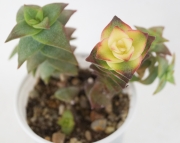 Сукуленти красула микс (Succulents crassula mix)