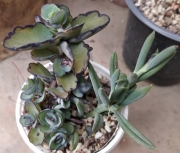 Сукуленти микс (Succulents mix)