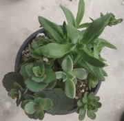 Сукуленти микс (Succulents mix)