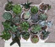 Сукуленти микс (Succulents mix)