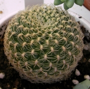 Сулкоребуция (Sulcorebutia albata)
