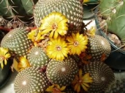 Сулкоребуция (Sulcorebutia arenaceae)
