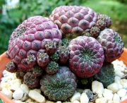 Сулкоребуция (Sulcorebutia rauschii)