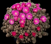 Сулкуребуция (Sulcorebutia taratensis var. minima)