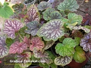 Хойхера американа Хеухера (Heuchera americana)