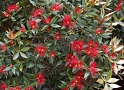 Метросидерус (Metrosideros excelsa)