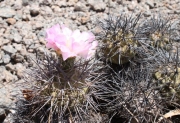 Тефрокактус (Tephrocactus alexanderi)