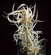 Тефрокактус Книжен кактус (Tephrocactus articulatus var. papyracanthus)