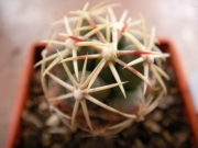 Телокактус (Thelocactus heterochromus P303)