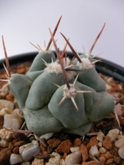 Телокактус (Thelocactus Nidulans)