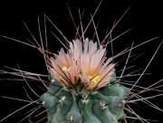 Телокактус (Thelocactus rinconensis)