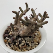 Тилекодон (Tylecodon Buchholzianus)