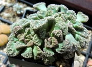 Титанопсис (Titanopsis calcarea)