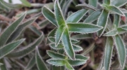 Традесканция (Tradescantia)