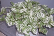 Традесканция (Tradescantia fluminensis radescantia albiflora - var. albovittata)