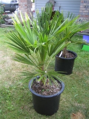 Трахикарпус, малък (Trachycarpus fortunei)