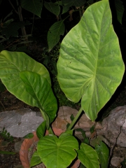 Трилистник (Colocasia)