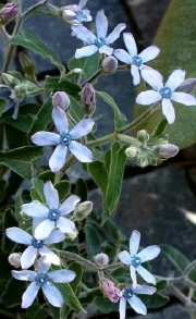 Туидия семена (Tweedia caerulea Southern Star)