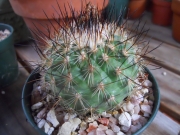 Турбиникарпус Гимнокактус (Turbinicarpus beguinii (Gymnocactus beguinii))