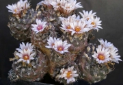 Турбиникарпус (Turbinicarpus bonatzii)