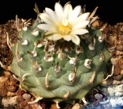 Турбиникарпус (Turbinicarpus schmiedickeanus ssp klinkerianus (Gymnocactus schmiedickeanus ssp klinkerianus))
