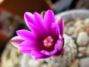 Турбиникарпус (Turbinicarpus valdezianus (Gymnocactus valdezianus))