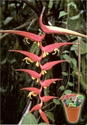 Хеликония, семена (Heliconia dielsiana)