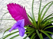 Тиландсия (Tillandsia)