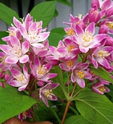 Дойция (Deutzia gracilis Rosea)